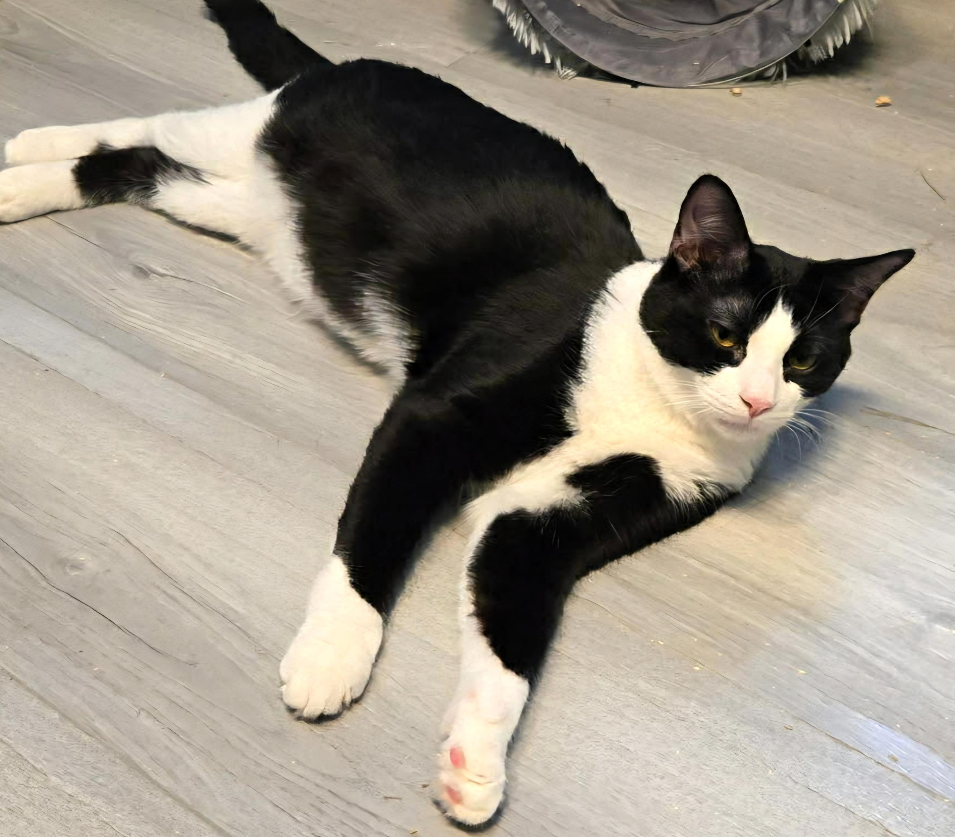 Enlarge Bravo & Boté (DUO), a ADOPTABLE Tuxedo in Verdun, QC image 5/5