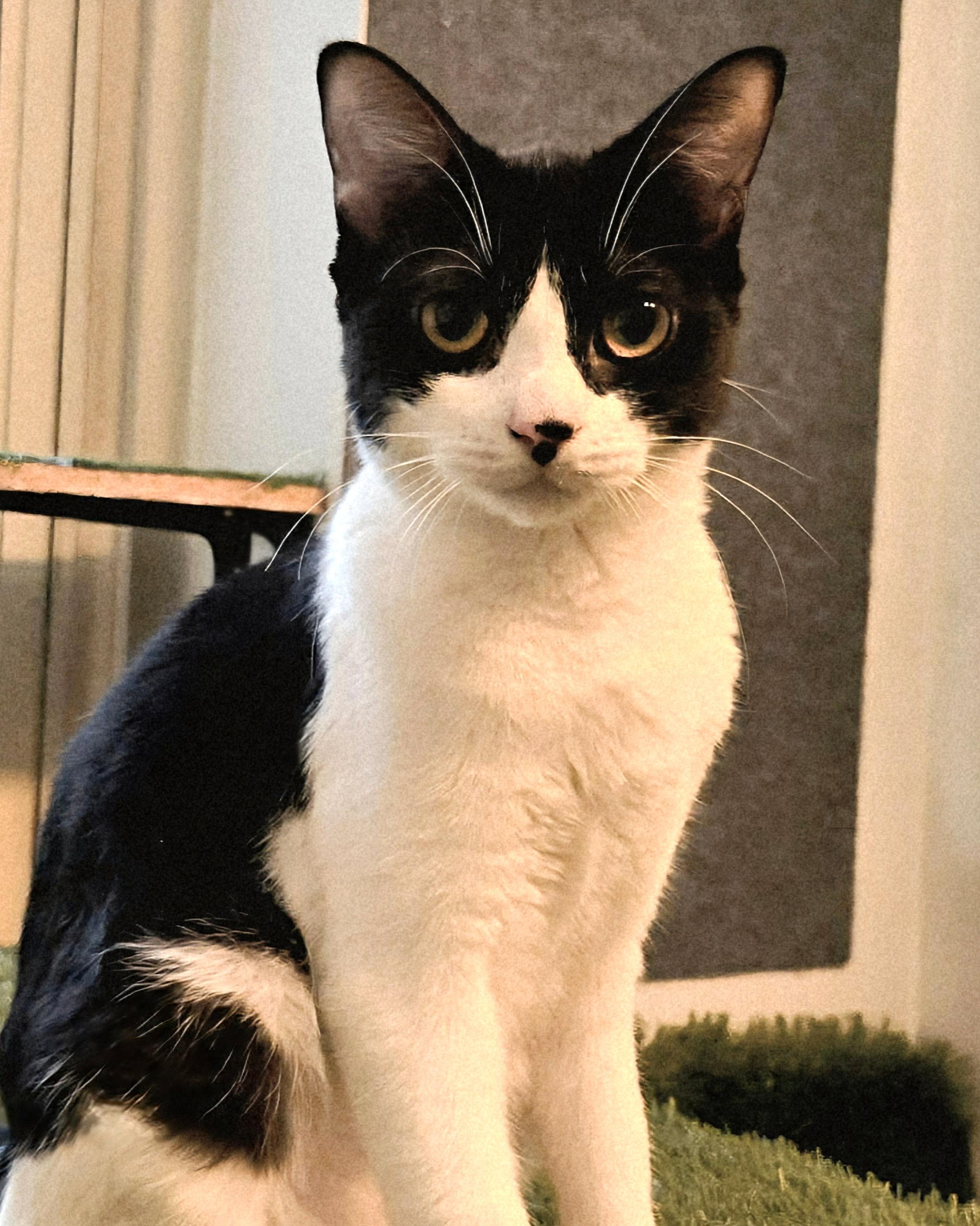 Enlarge Bravo & Boté (DUO), a ADOPTABLE Tuxedo in Verdun, QC image 2/5