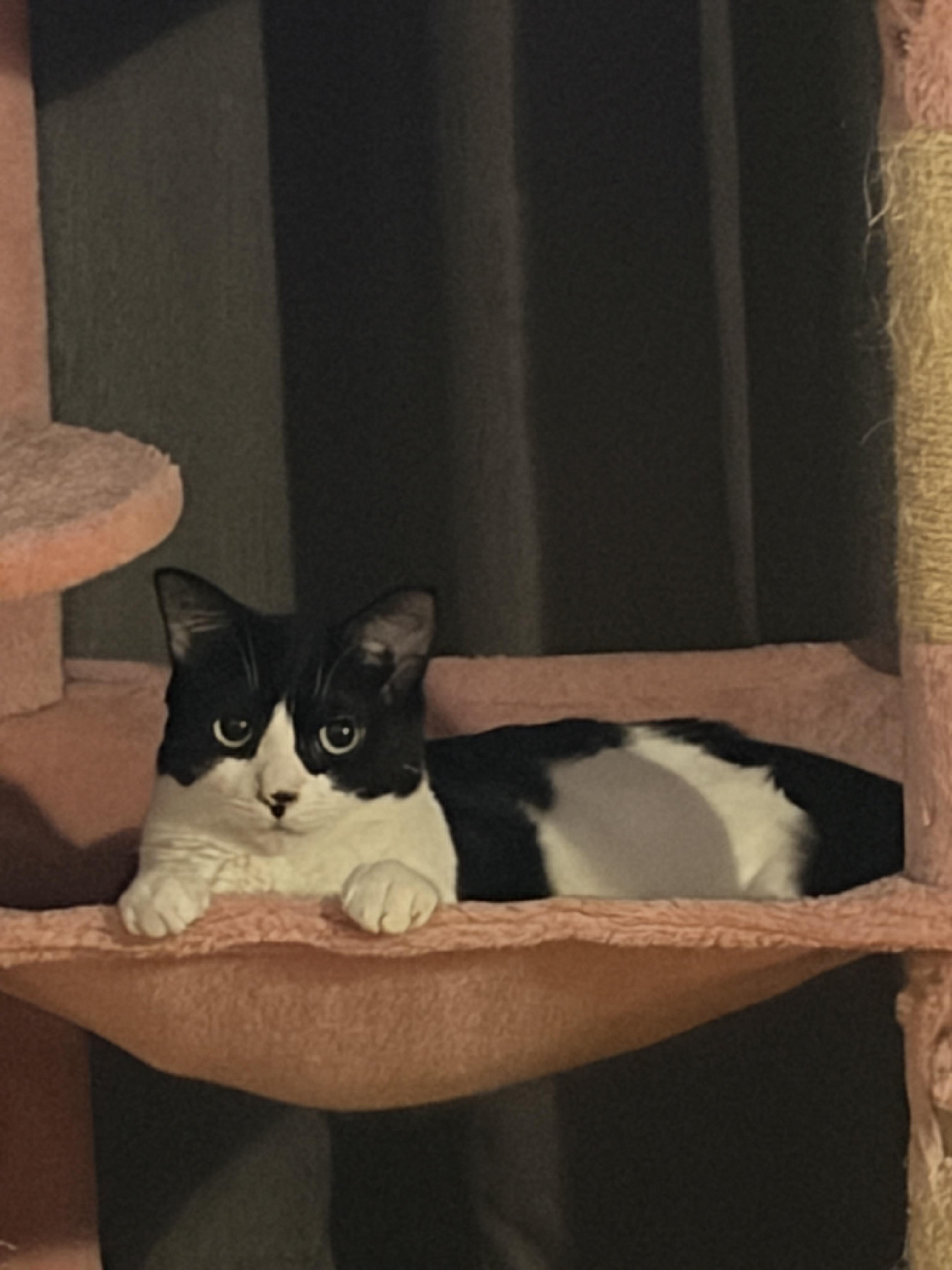 Enlarge Bravo & Boté (DUO), a Adoptable Tuxedo in Verdun, QC image 4/6