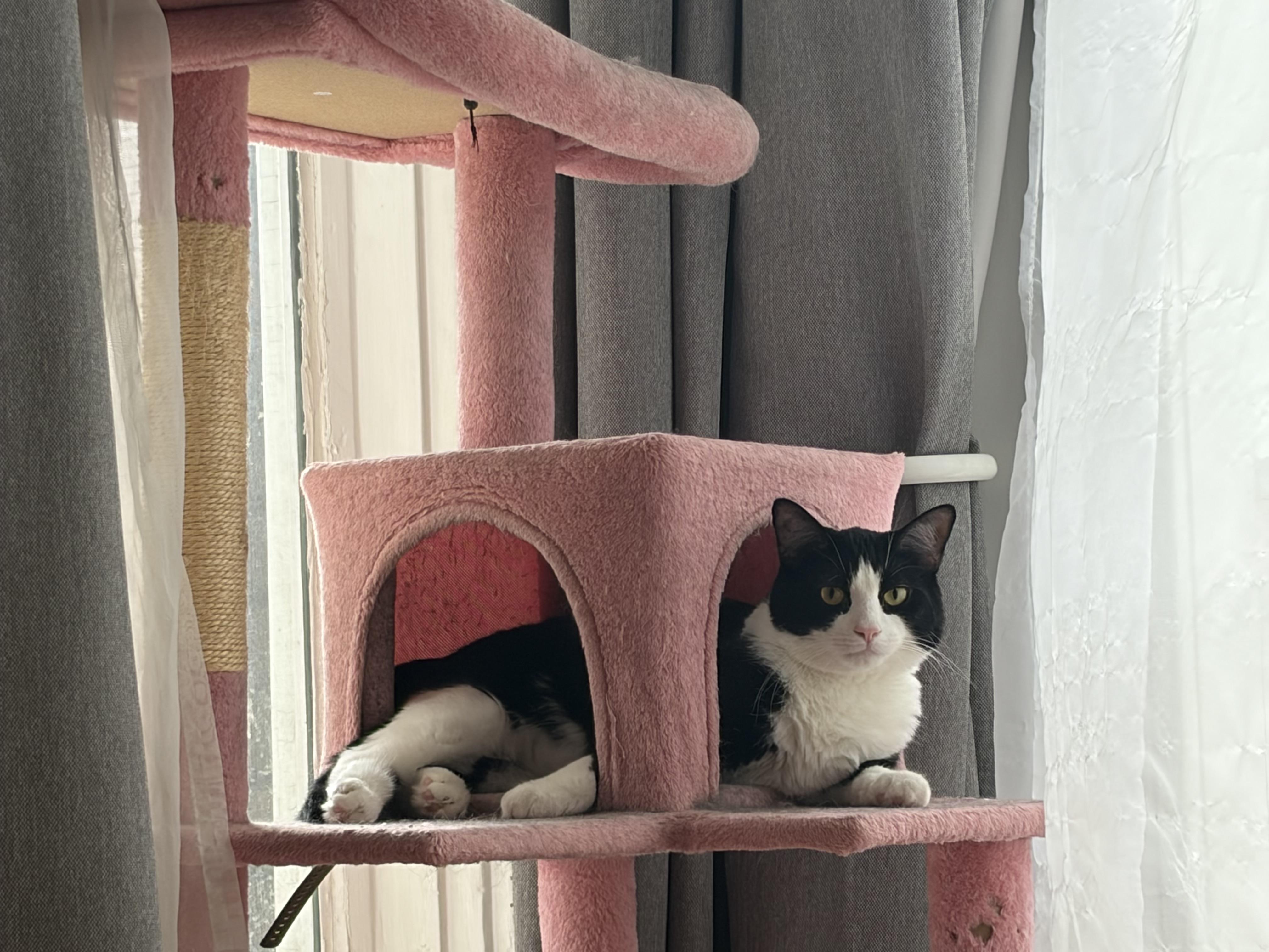 Enlarge Bravo & Boté (DUO), a Adoptable Tuxedo in Verdun, QC image 5/6