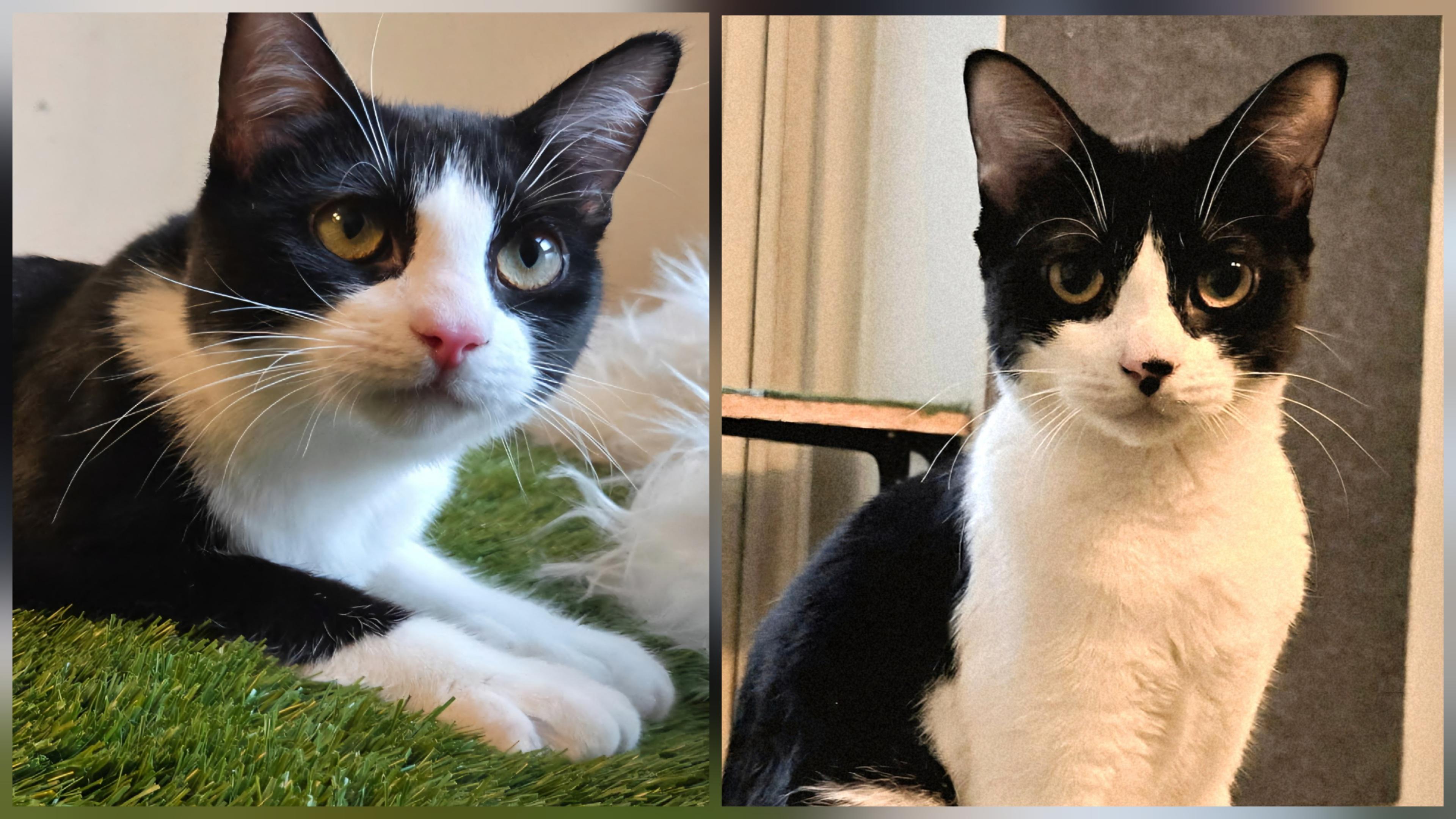 Bravo & Boté (DUO), ADOPTABLE, Young Female Tuxedo.