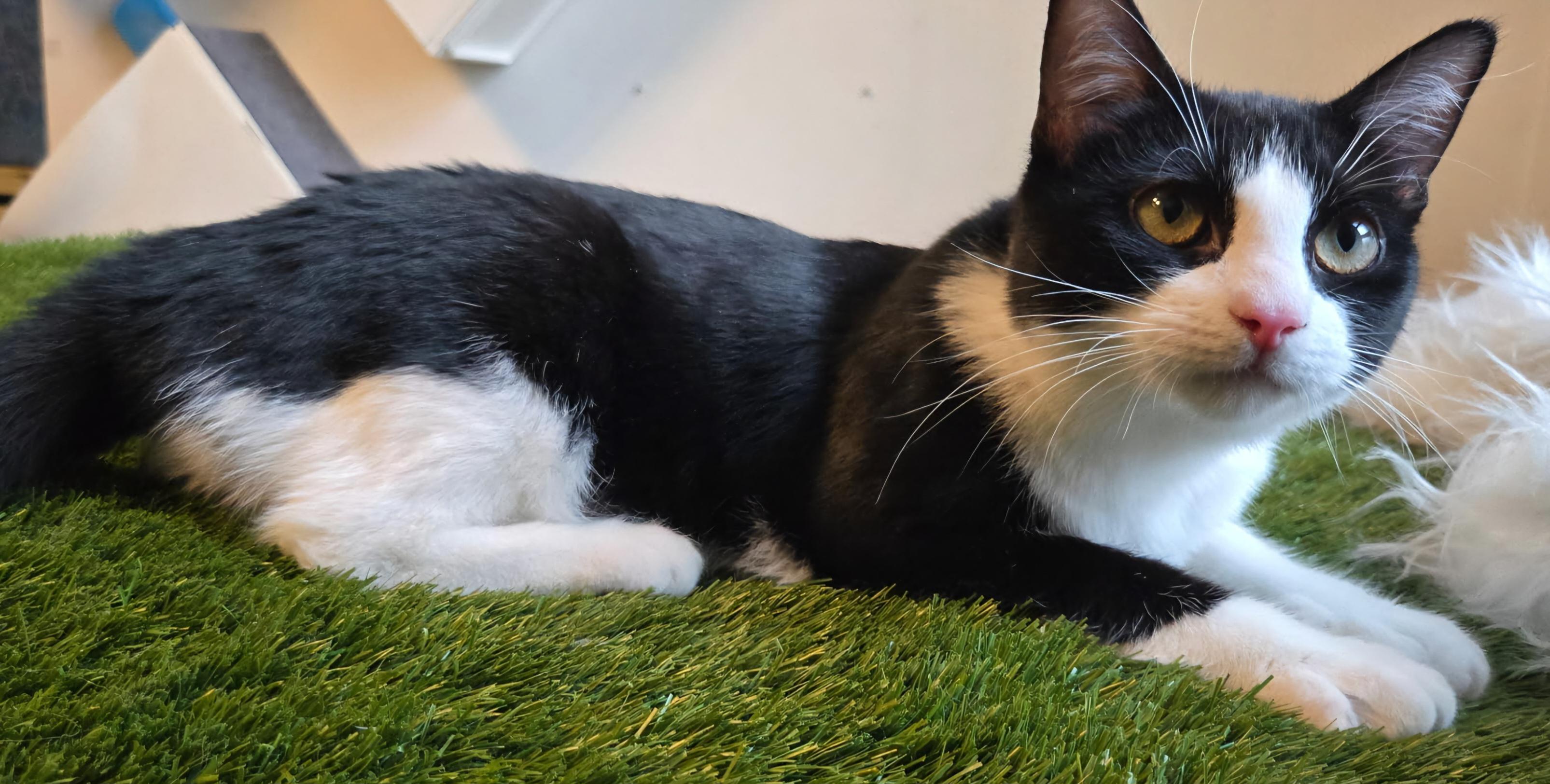 Enlarge Bravo & Boté (DUO), a ADOPTABLE Tuxedo in Verdun, QC image 4/5