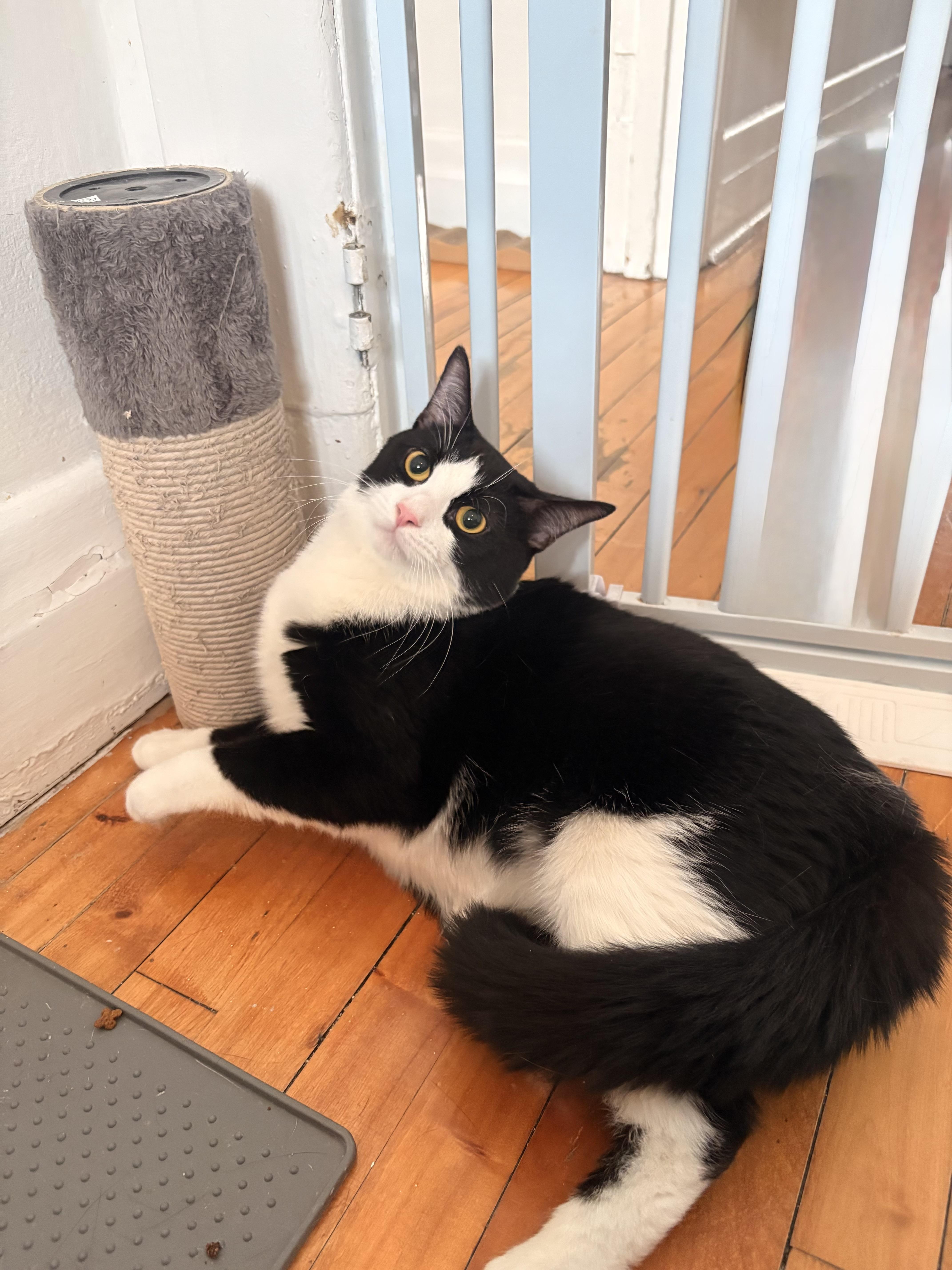 Bravo & Boté (DUO), Adoptable, Young Female Tuxedo.