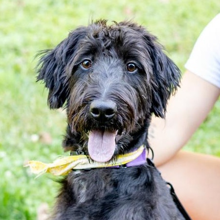 Jackson (Male)    Avail  9/20