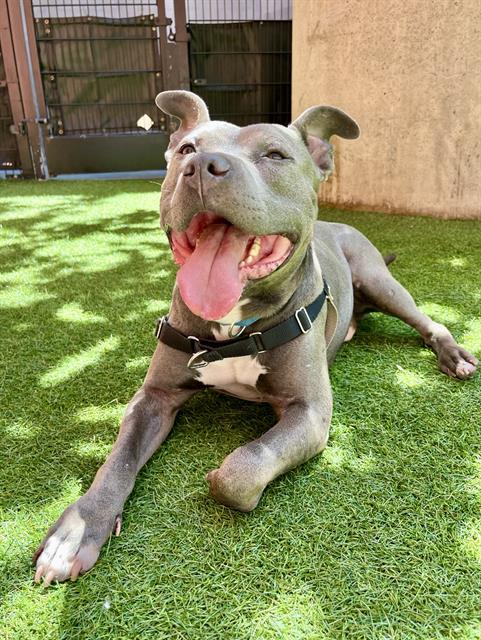 Enlarge RYAN, a Adoptable Pit Bull Terrier in San Francisco, CA image 1/1