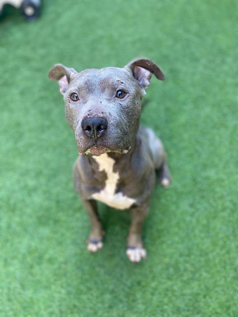 Enlarge RYAN, a Adoptable Pit Bull Terrier in San Francisco, CA image 1/1