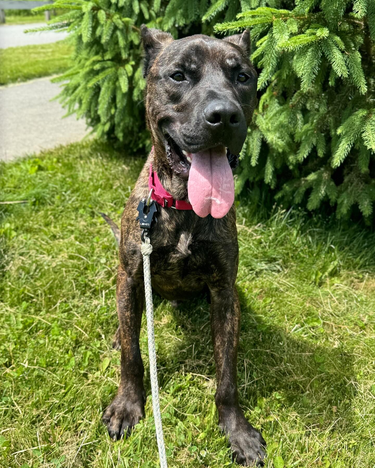 Enlarge Batman, a Adopted Presa Canario in Hopatcong, NJ image 1/1