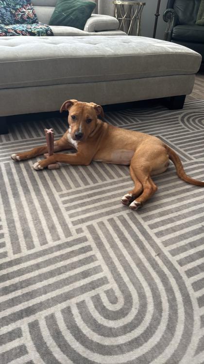 3242B Daisy - Adoption Ambassador, Adoptable, Adult Female Terrier & Mixed Breed.