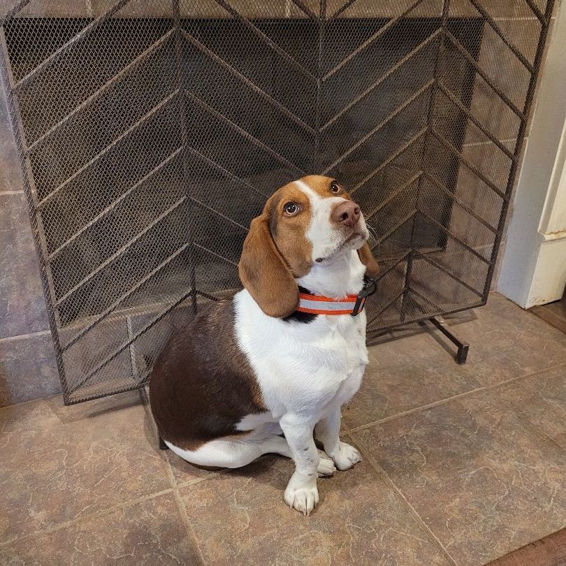 Copper, Adopted, Adult Male Beagle.