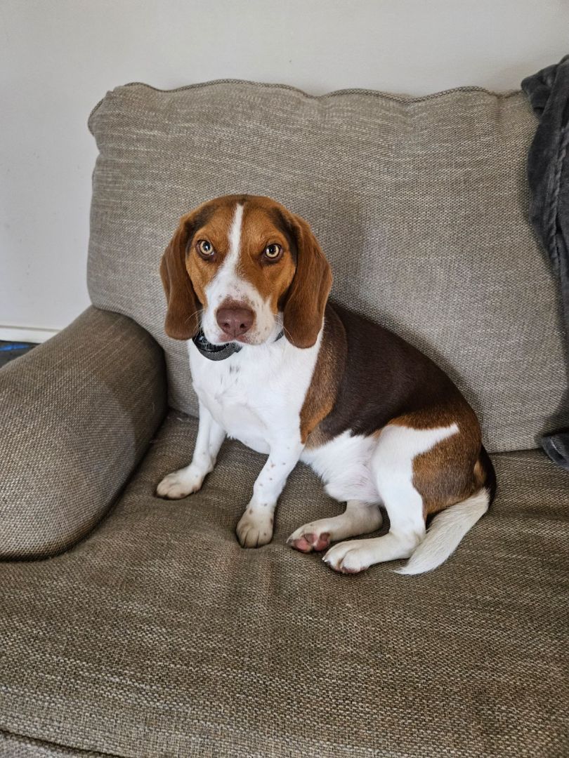 Enlarge Copper, a Adopted Beagle in Denham Springs, LA image 2/2