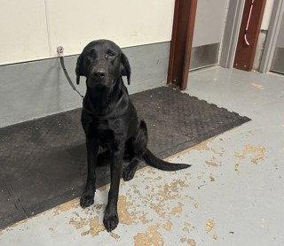 Enlarge Splinter, a Adopted Labrador Retriever in Pipe Creek, TX image 1/1