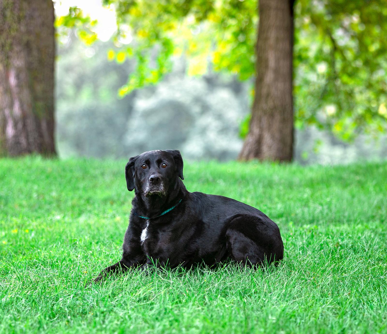 Whitney, Adoptable, Young Female Labrador Retriever.