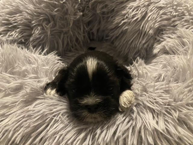 Enlarge Curly Sweet, an adopted mixed breed in Andover, MA image 3/6