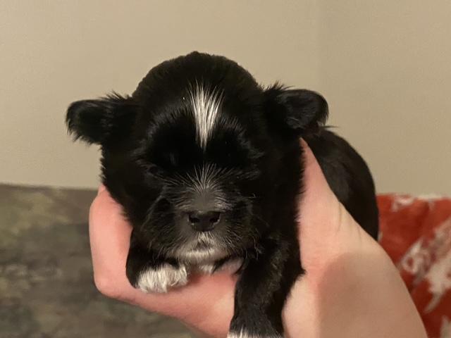 Enlarge Curly Sweet, an adopted mixed breed in Andover, MA image 1/6