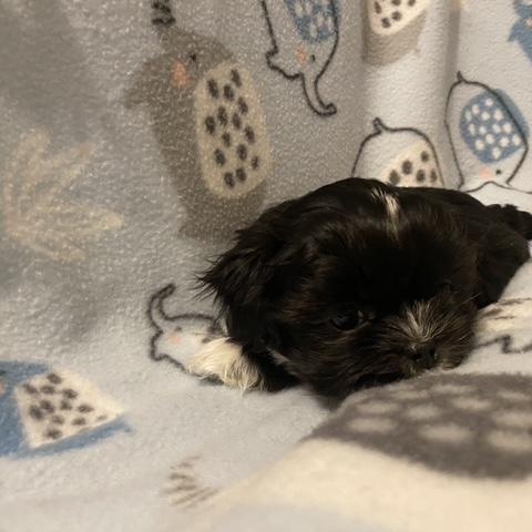 Enlarge Curly Sweet, an adopted mixed breed in Andover, MA image 4/6