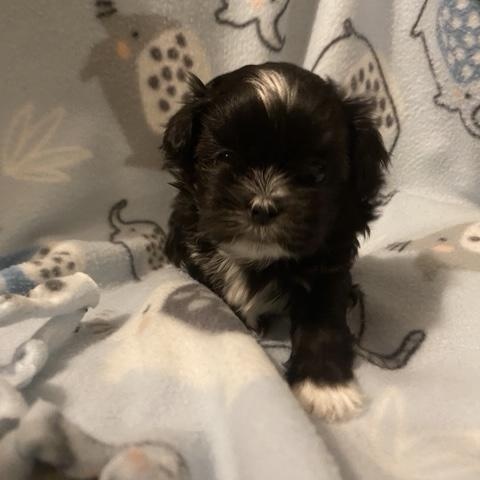 Enlarge Curly Sweet, an adopted mixed breed in Andover, MA image 5/6