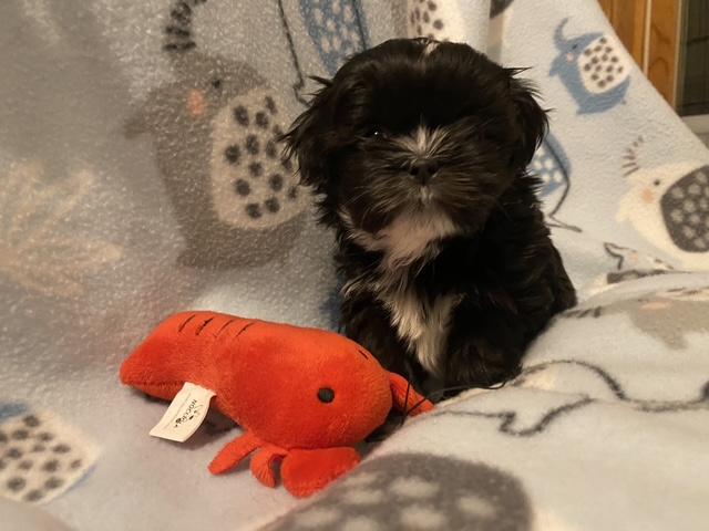 Enlarge Curly Sweet, an adopted mixed breed in Andover, MA image 6/6