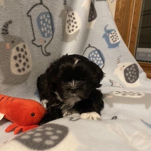 Enlarge Curly Sweet, an adopted mixed breed in Andover, MA image 2/6