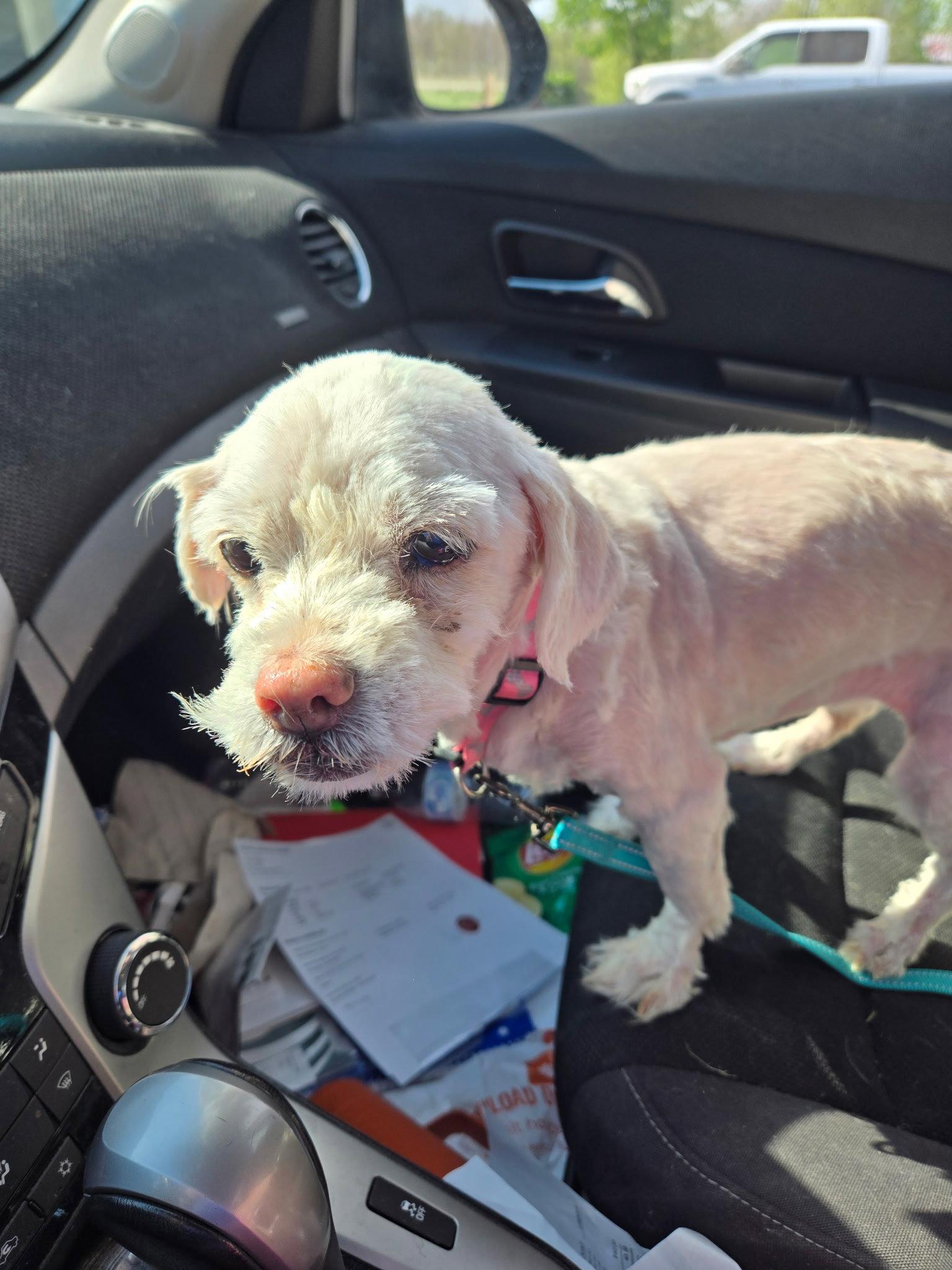 Chloe, Adoptable, Adult Female Maltese.