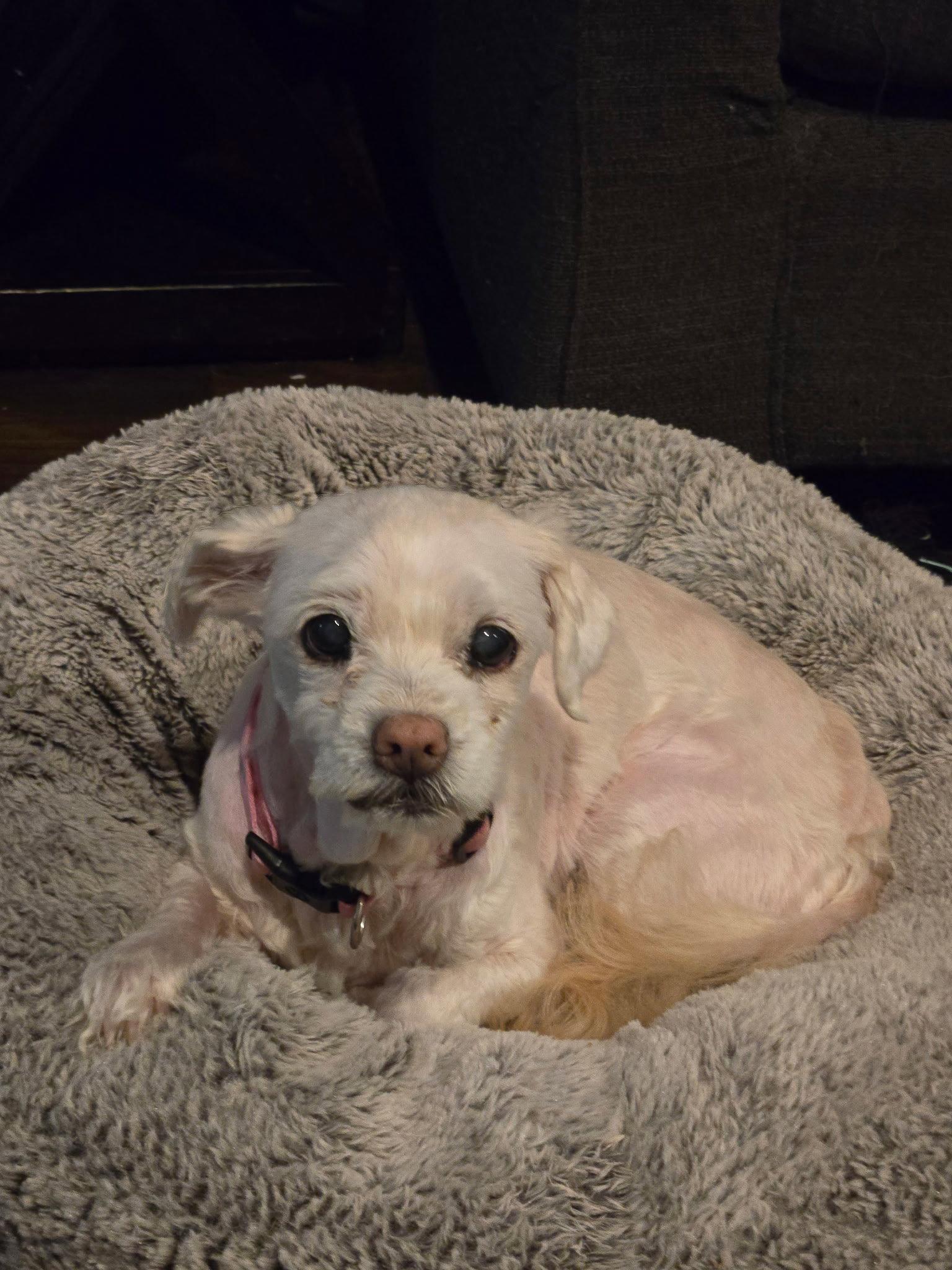 Enlarge Chloe, a Adoptable Maltese in Fort Wayne, IN image 2/3