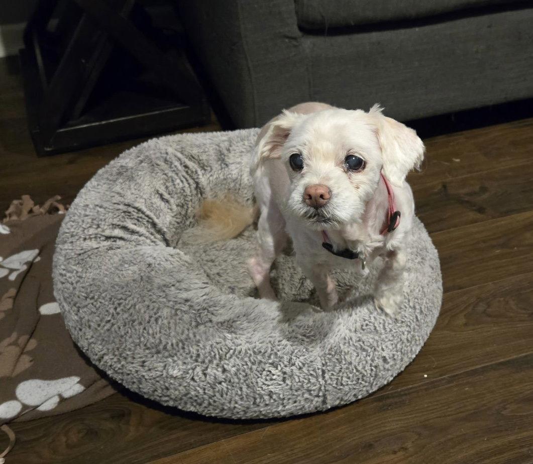 Enlarge Chloe, a Adoptable Maltese in Fort Wayne, IN image 3/3