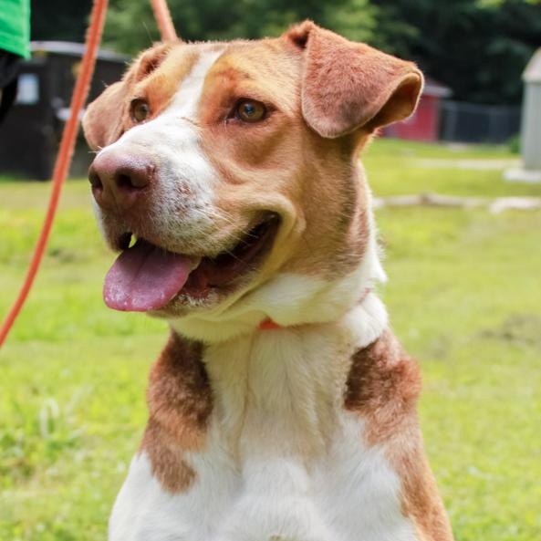 Enlarge Eldora, a Adoptable Mixed Breed in Ona, WV image 2/5