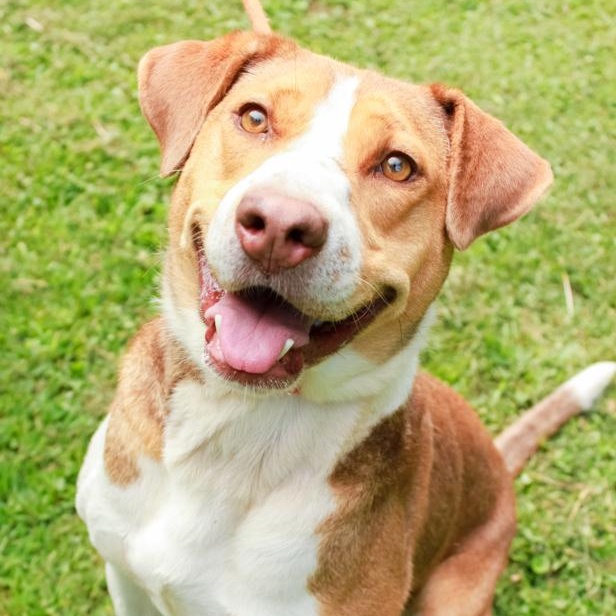 Enlarge Eldora, a Adoptable Mixed Breed in Ona, WV image 1/5