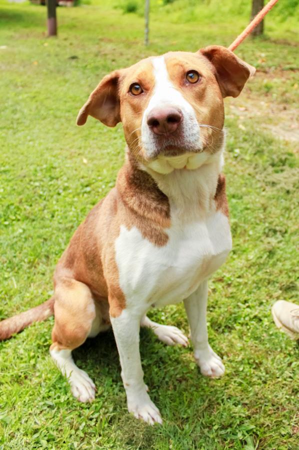 Enlarge Eldora, a Adoptable Mixed Breed in Ona, WV image 3/5