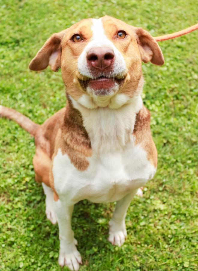 Enlarge Eldora, a Adoptable Mixed Breed in Ona, WV image 4/5