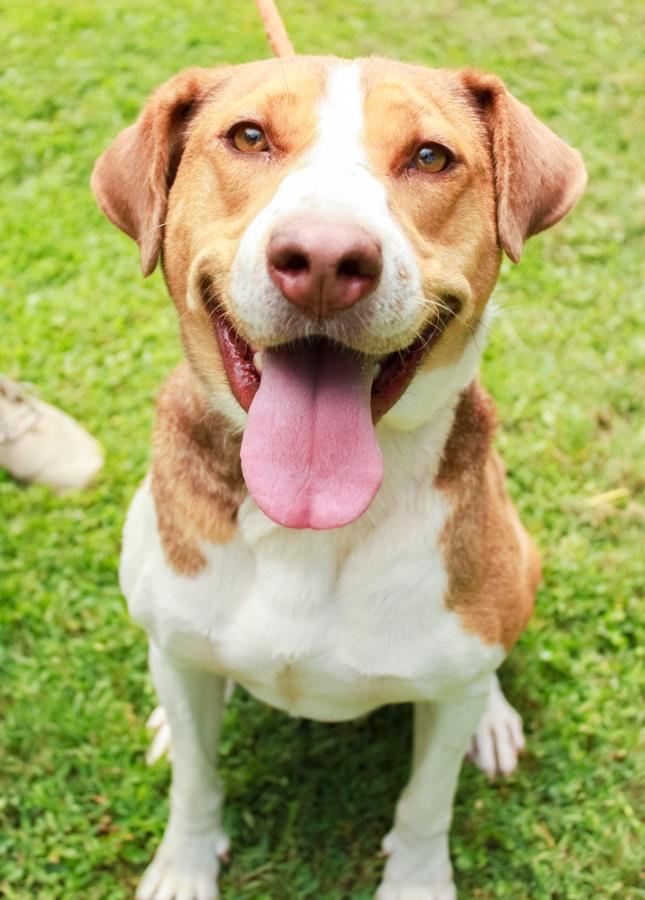 Enlarge Eldora, a Adoptable Mixed Breed in Ona, WV image 5/5