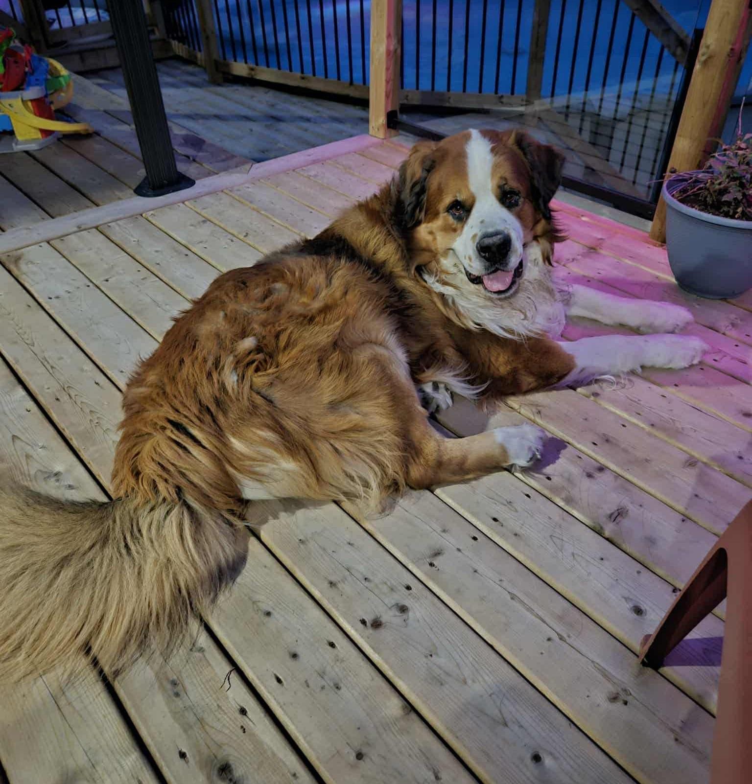 Enlarge Caporal, a Adoptable mixed breed in Rigaud, QC image 1/1