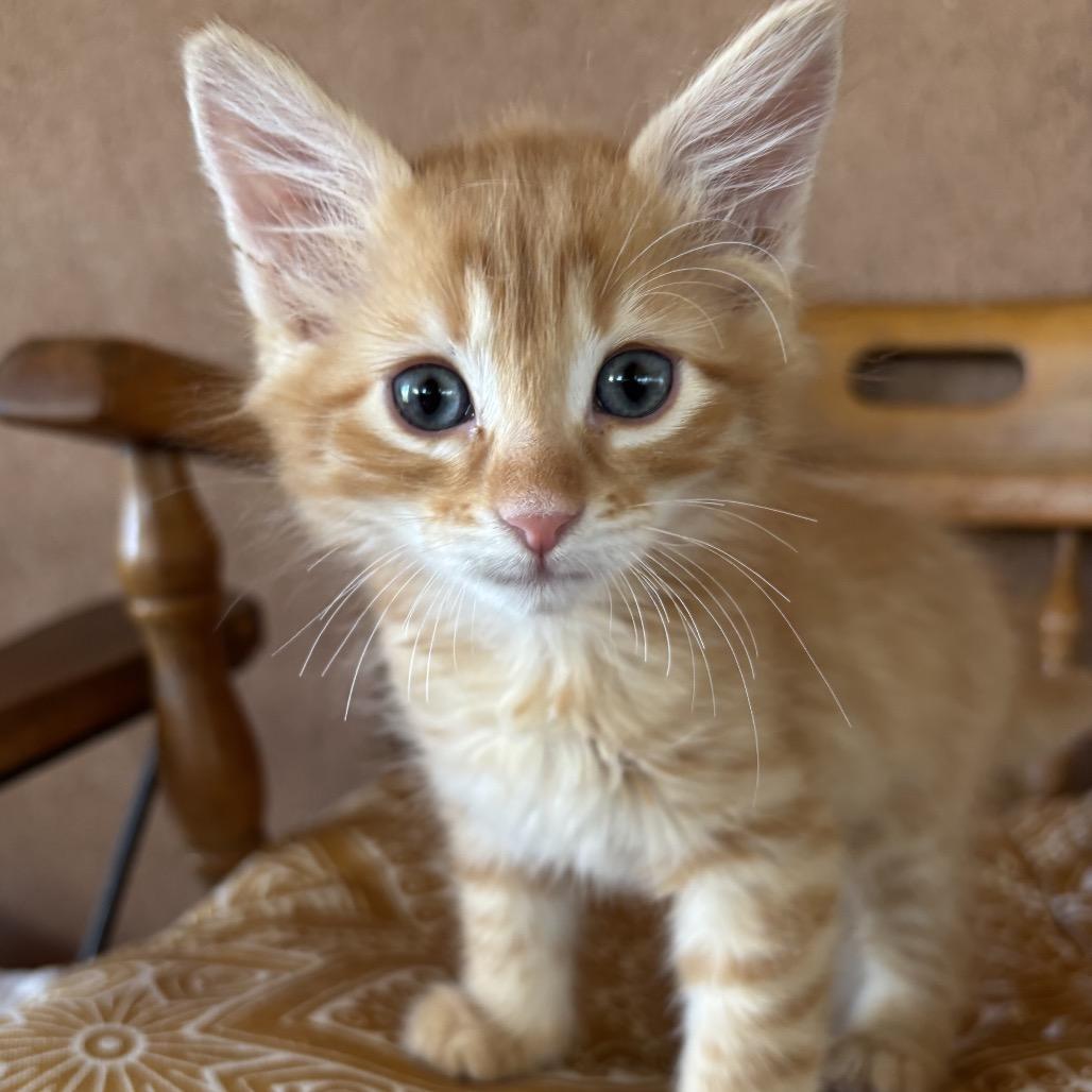 Enlarge Cheez it, a Adoptable Domestic Medium Hair in Taos, NM image 1/2