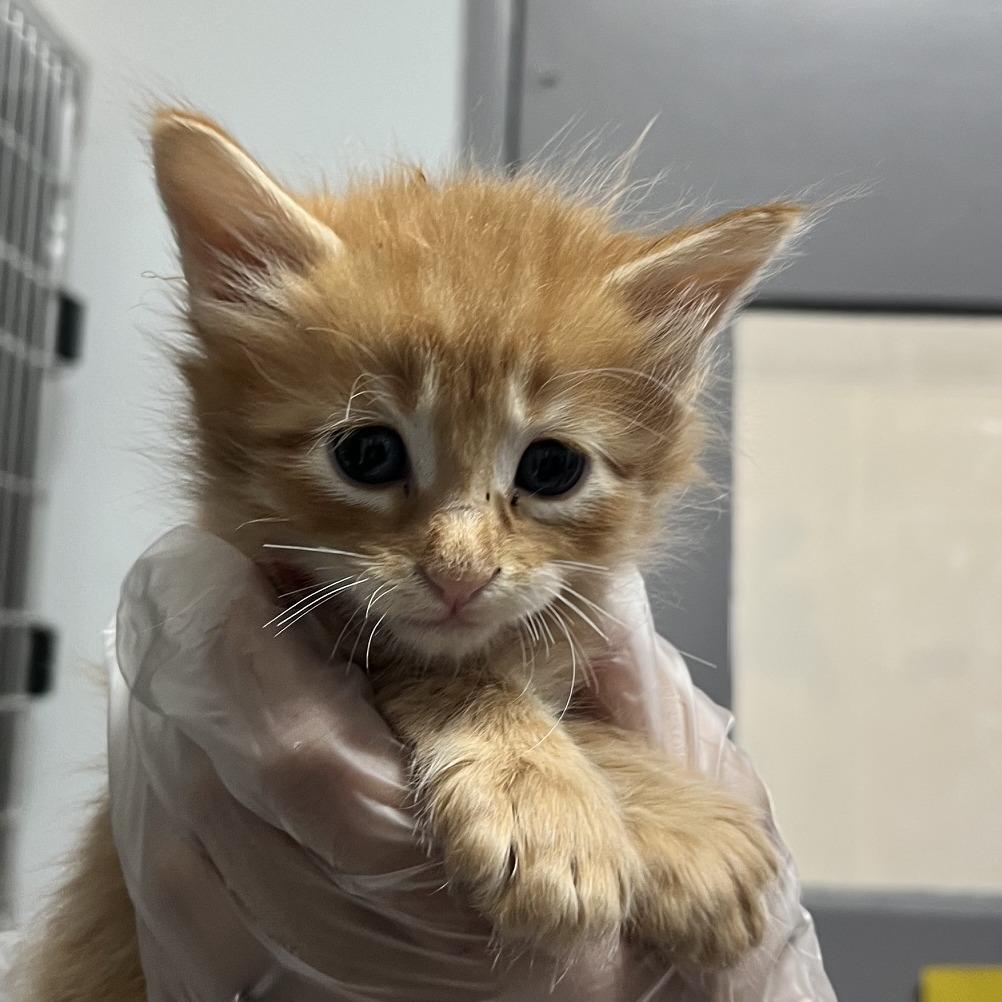 Enlarge Cheez it, a Adoptable Domestic Medium Hair in Taos, NM image 2/2