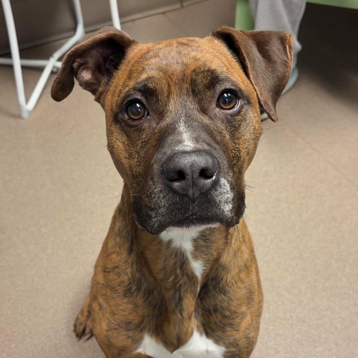 Enlarge Buddy, a ADOPTABLE American Staffordshire Terrier in Valparaiso, IN image 3/3