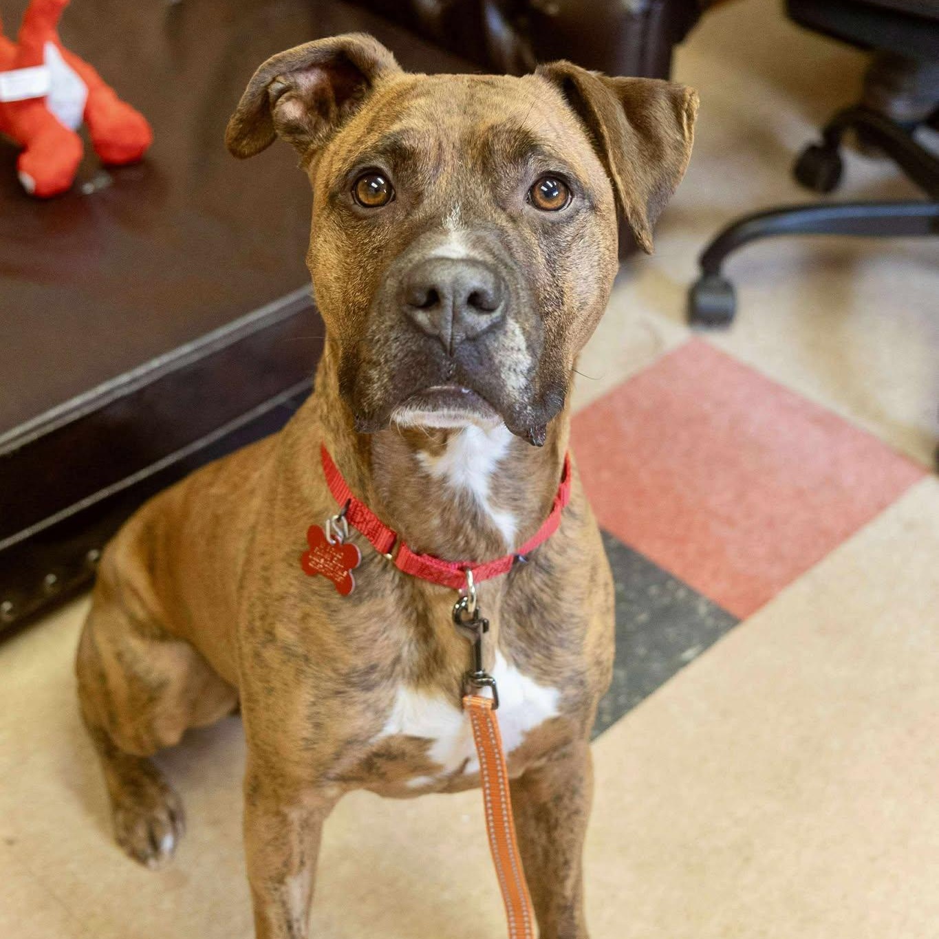 Enlarge Buddy, a ADOPTABLE American Staffordshire Terrier in Valparaiso, IN image 1/3