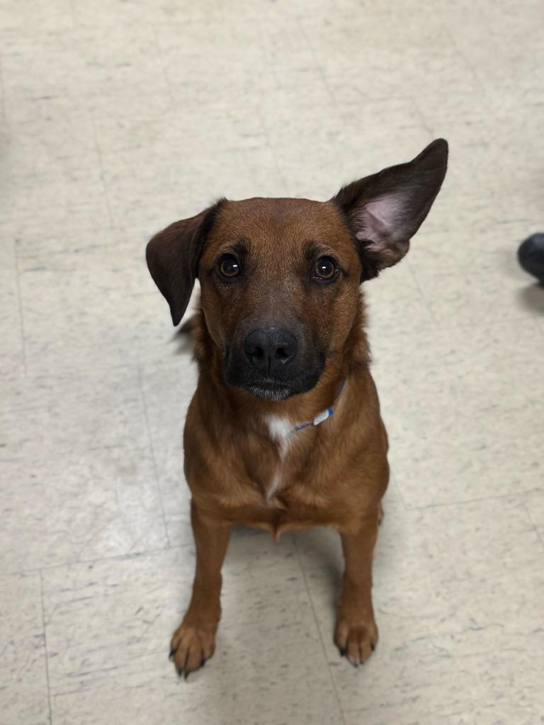 Verizon, Adoptable, Young Male Mixed Breed.