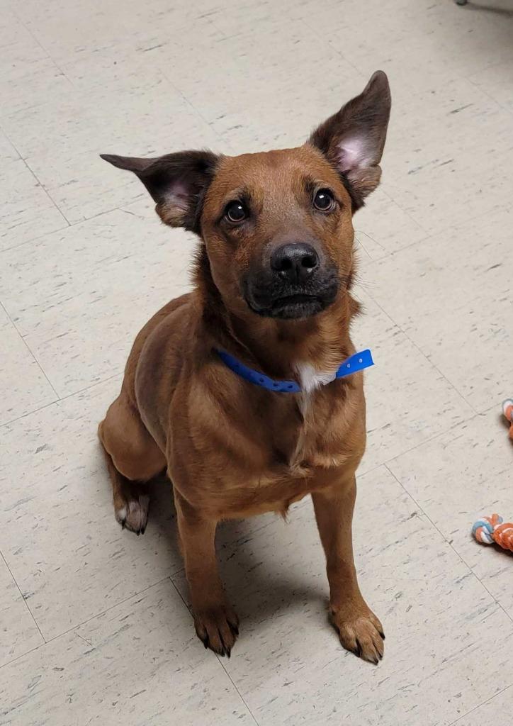 Enlarge Verizon, a Adoptable mixed breed in Chillicothe, OH image 2/3