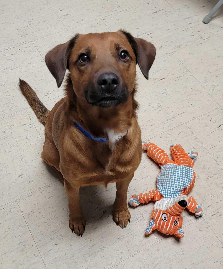 Enlarge Verizon, a Adoptable mixed breed in Chillicothe, OH image 3/3