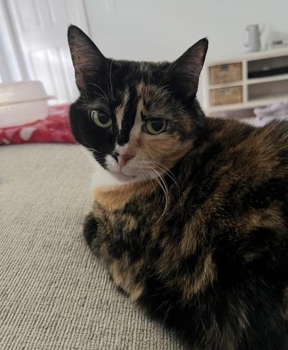 Sketch, a Adoptable Domestic Short Hair in Savannah, GA image 1/3