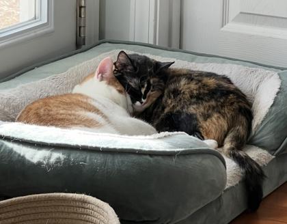 Sketch, a Adoptable Domestic Short Hair in Savannah, GA image 2/3