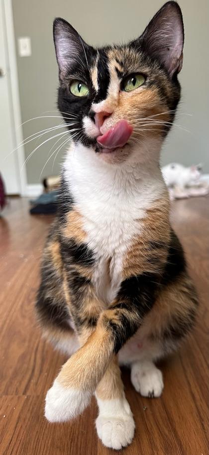 Sketch, a Adoptable Domestic Short Hair in Savannah, GA image 3/3