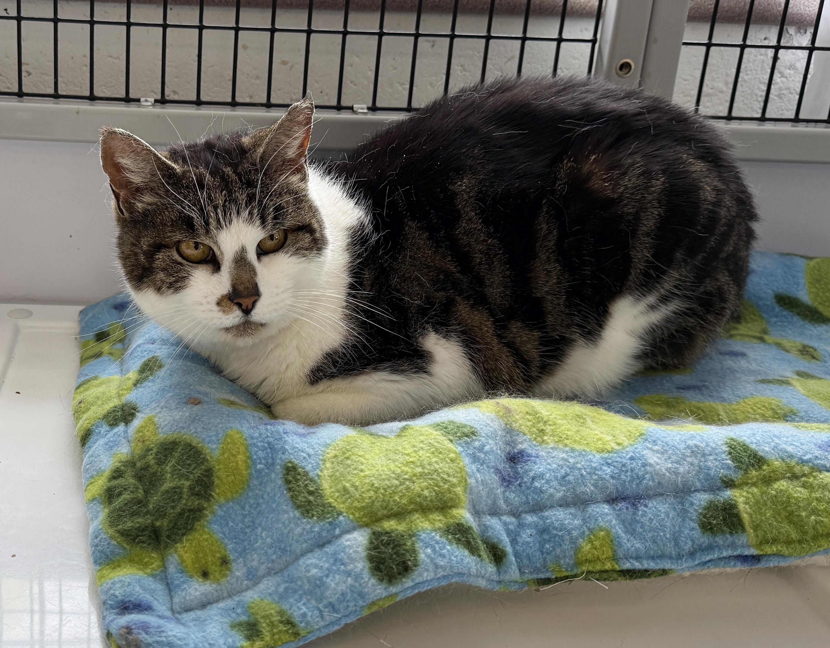 Enlarge LOCAL CATS: Laverne & Shirley, Bonded Pair, a Adoptable Domestic Short Hair in Clayville, RI image 5/6