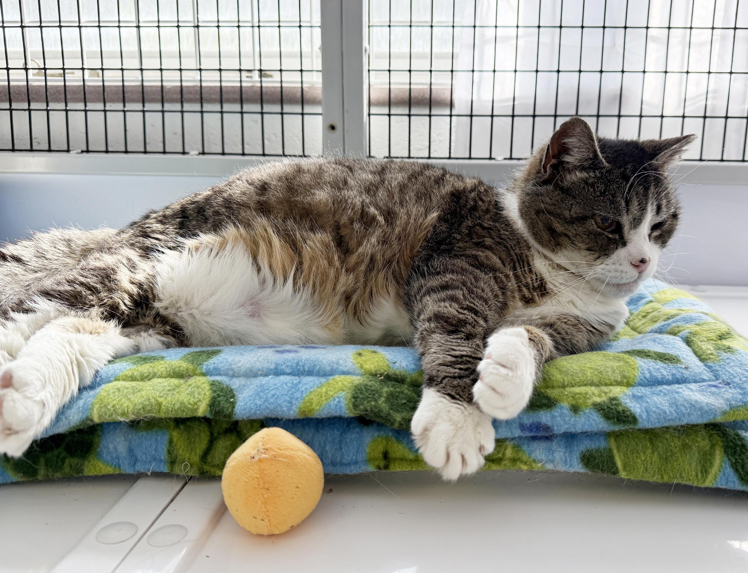 Enlarge LOCAL CATS: Laverne & Shirley, Bonded Pair, a Adoptable Domestic Short Hair in Clayville, RI image 4/6