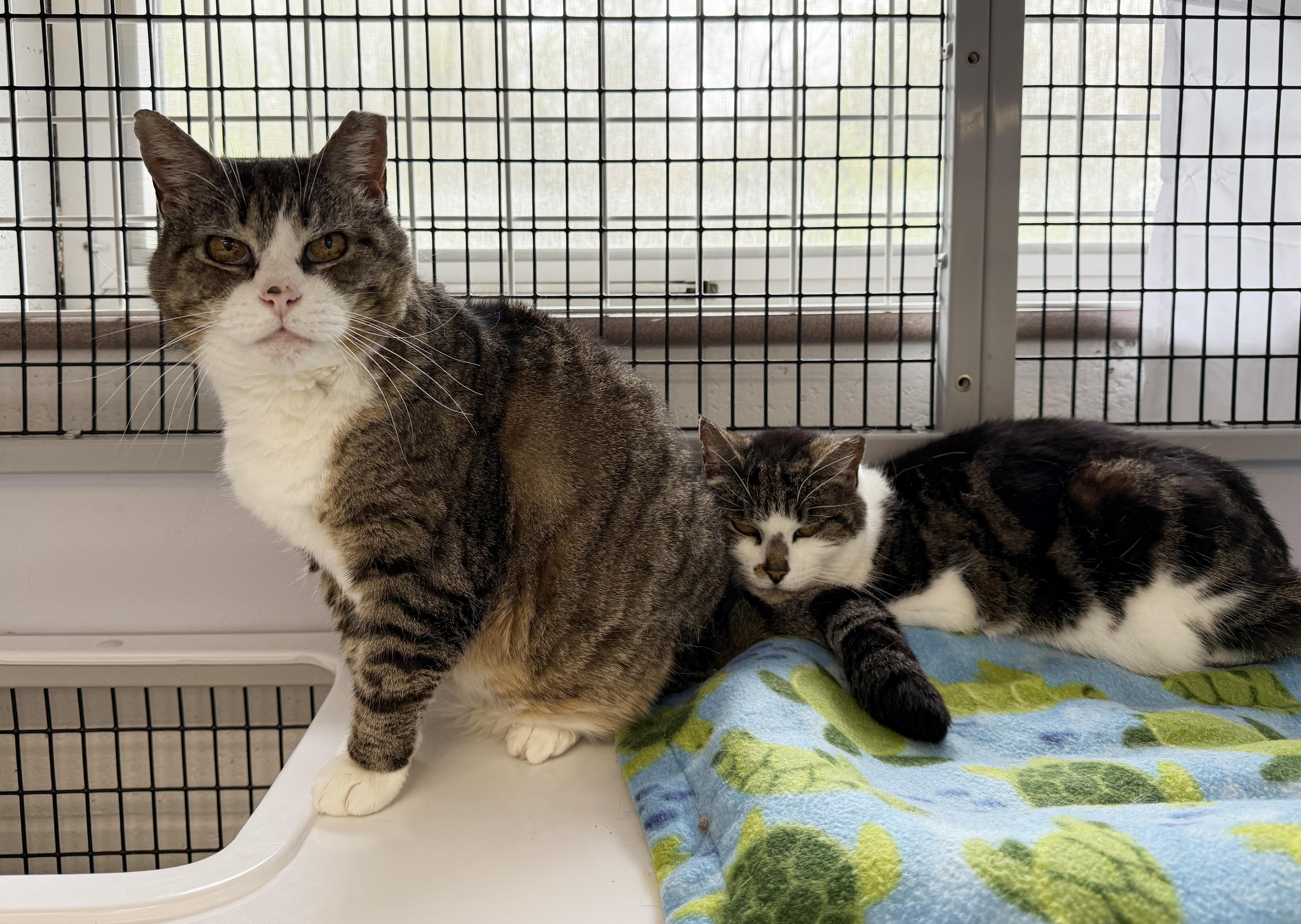 Enlarge LOCAL CATS: Laverne & Shirley, Bonded Pair, a Adoptable Domestic Short Hair in Clayville, RI image 3/6