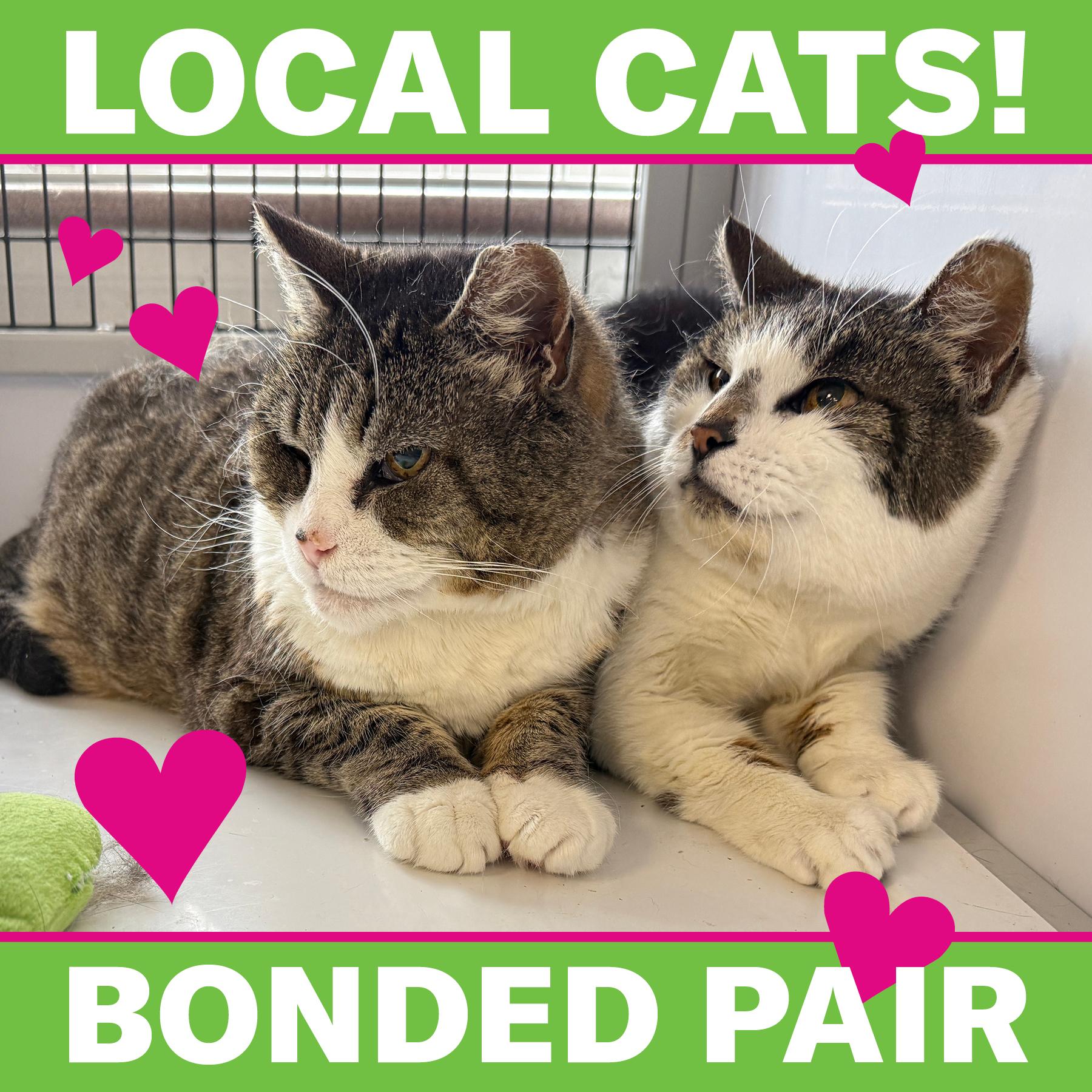Enlarge LOCAL CATS: Laverne & Shirley, Bonded Pair, a Adoptable Domestic Short Hair in Clayville, RI image 1/6