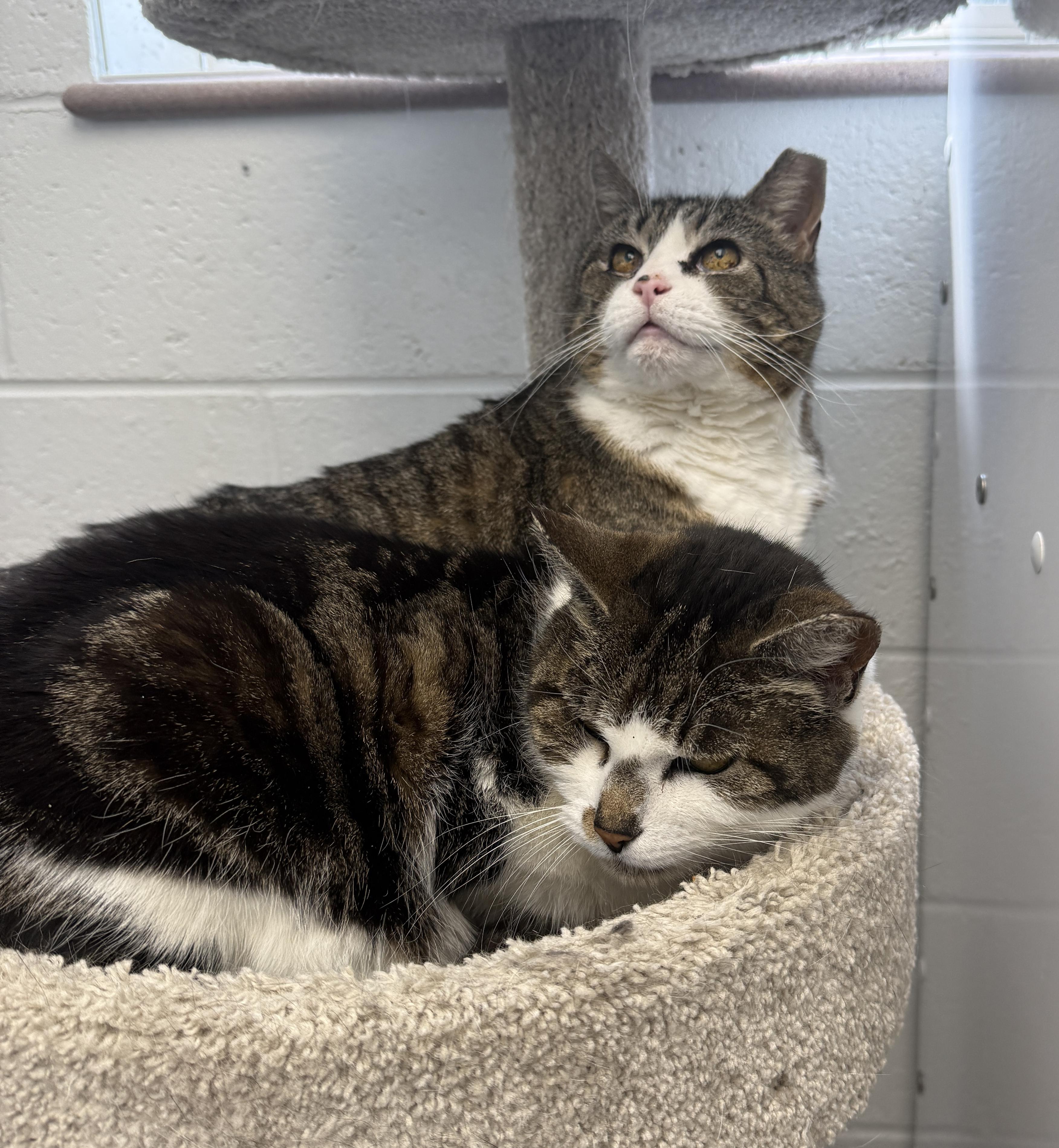 Enlarge LOCAL CATS: Laverne & Shirley, Bonded Pair, a Adoptable Domestic Short Hair in Clayville, RI image 6/6