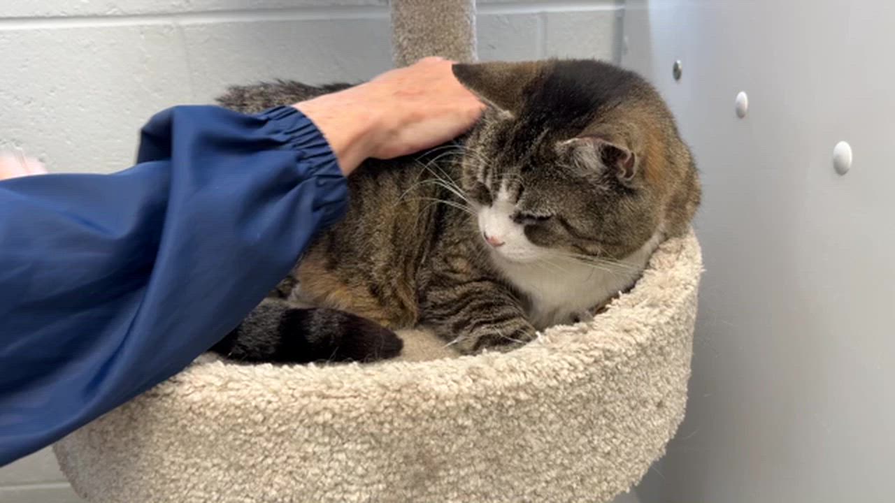 Enlarge LOCAL CATS: Laverne & Shirley, Bonded Pair, a Adoptable Domestic Short Hair in Clayville, RI video 2/6