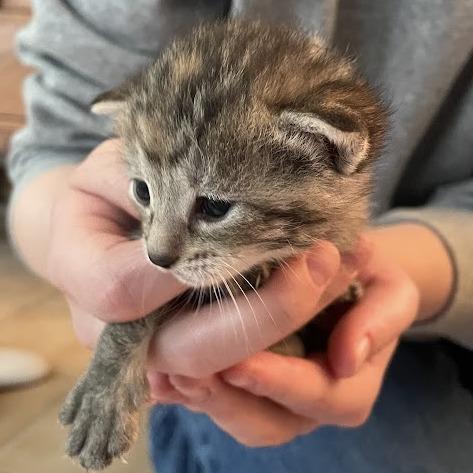 Mrs. Potato Head, Adoptable, Young Female Domestic Short Hair.