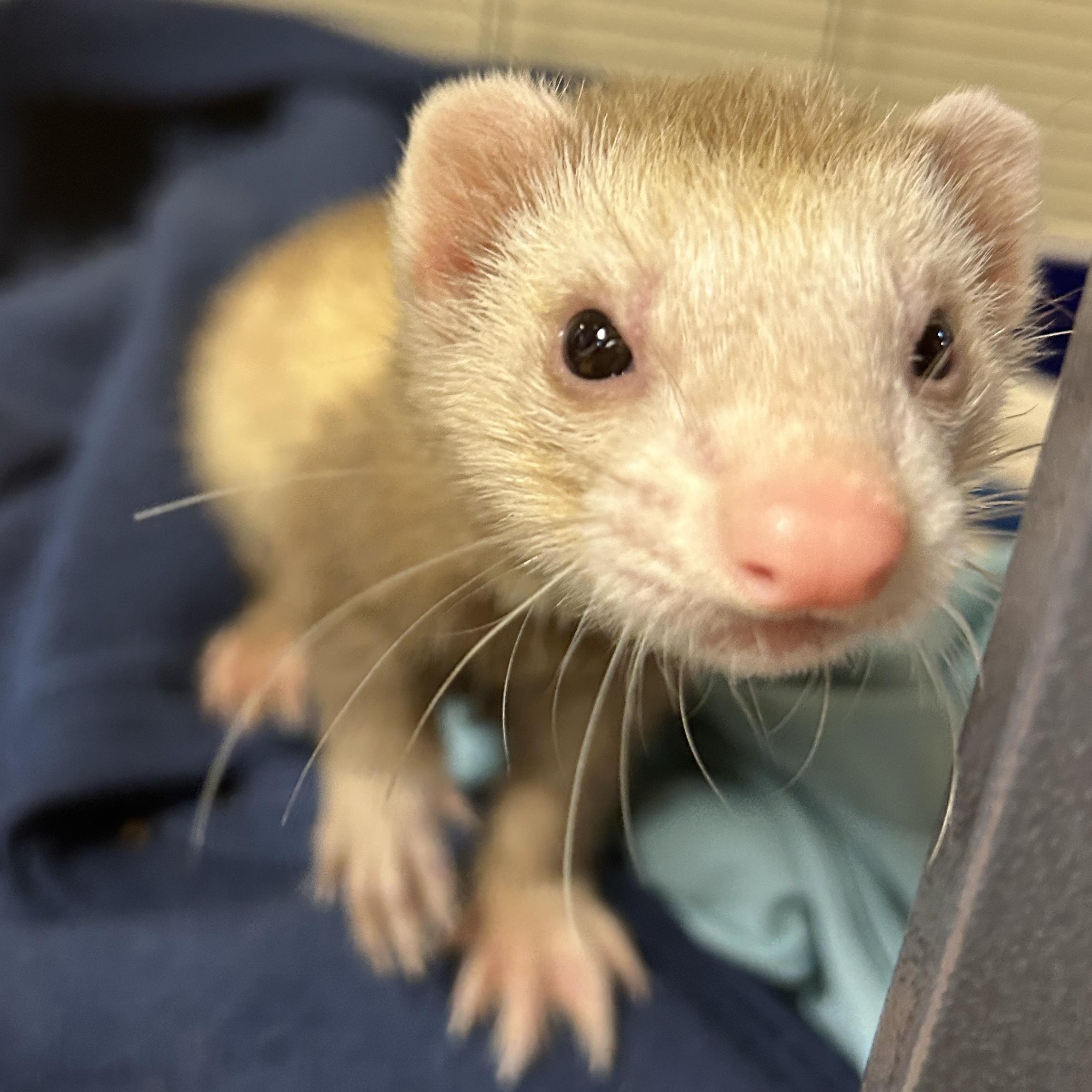 Mocha, Adopted, Adult Female Ferret.
