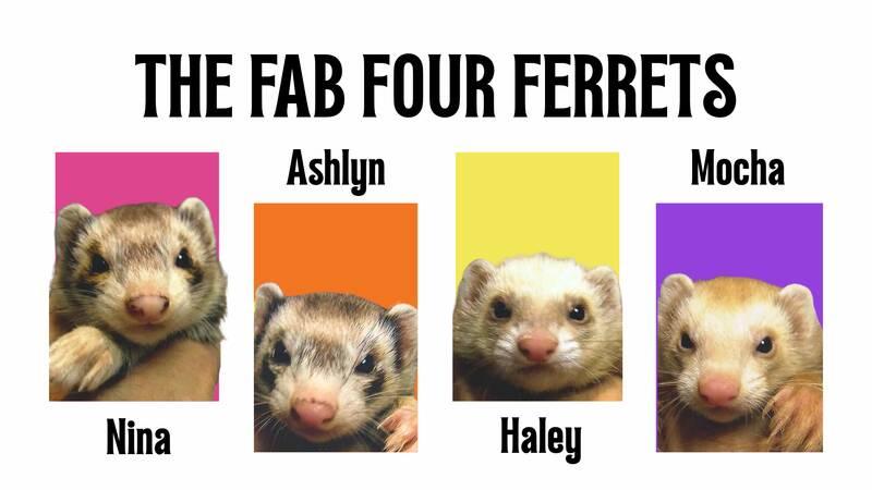 Enlarge Mocha, a Adopted Ferret in Eatontown, NJ image 4/4